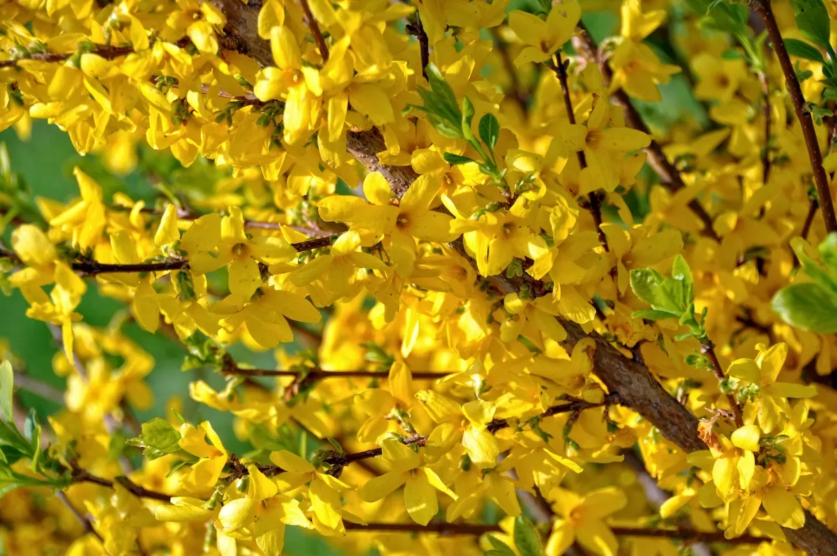 Canlı sarı tonlarıyla dikkat çeken, kış jasmini olarak bilinen Jasminum nudiflorum bitkisinin kahverengi dallarını baştan aşağı saran sayısız parlak sarı çiçeğin ve aralarındaki taze yeşil yaprakların detaylı bir görünümü.