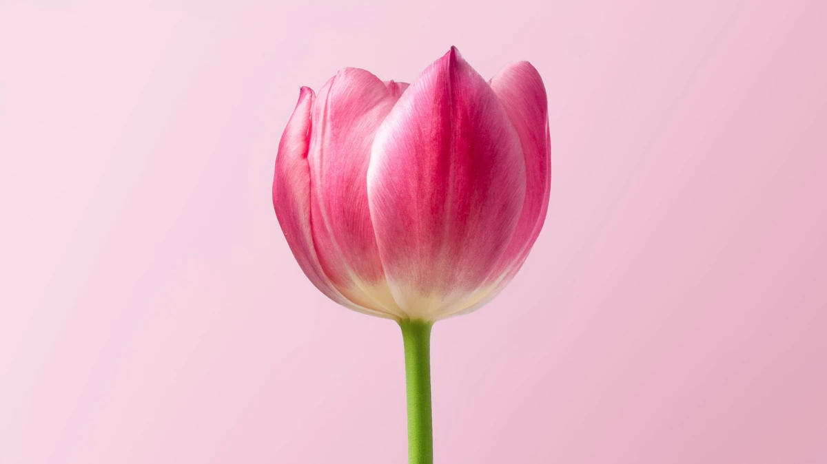 Açık pembe bir arka planın önünde, yeşil sapı üzerinde zarifçe duran, sonbaharda ekilecek çiçekler arasında yer alan ve ilkbaharda muhteşem rengiyle bahçeleri süsleyecek parlak pembe bir lale çiçeği.