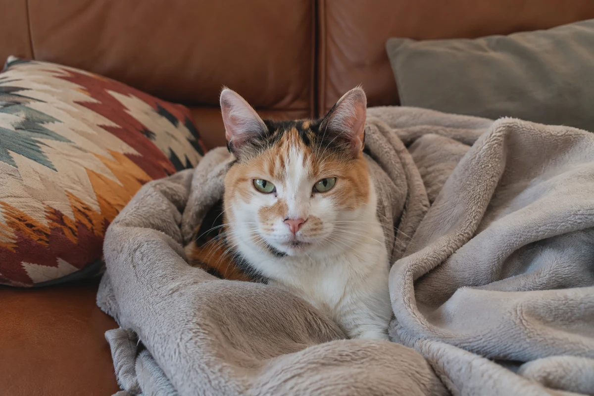 Ortasında oturan turuncu, siyah ve beyaz renkli bir kedi, açık gri tüylü bir battaniyeye sarılmış, güvenli ve rahat bir uyku alanı bulmuşçasına yeşil gözleriyle doğrudan izleyiciye bakıyor, arkasında kahverengi deri koltuk ve desenli yastıklar görünüyor.