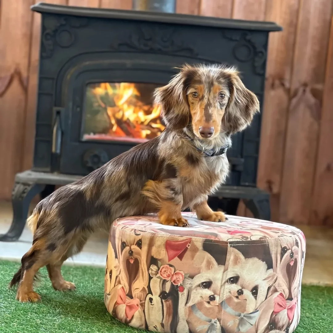 Uzun tüylü, merle desenli sevimli bir Dachshund köpeği, ön patilerini yavru köpek resimleriyle süslü yuvarlak bir pufun üzerine koymuş; arka planda şömineli siyah bir odun sobasının ve ahşap duvarların oluşturduğu sıcak ve samimi atmosfer, İstanbul'daki kaliteli bir köpek otelinin konforunu çağrıştırıyor.