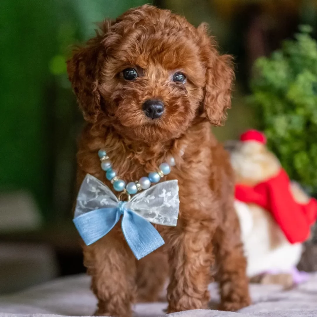 Mavi incili kolyesi ve mavi kurdeleli beyaz dantel fiyonkuyla poz veren, kızıl-kahverengi kıvırcık tüylere sahip sevimli yavru köpek, Topaz Köpek Oteli gibi pet otellerinde misafirlerini bekleyen dost canlısı evcil hayvanları yansıtıyor.