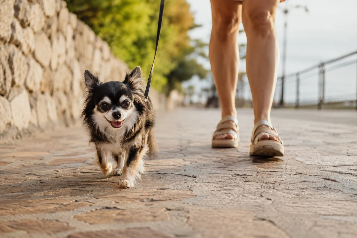 Siyah beyaz tüyleriyle sevimli bir Chihuahua köpeği, tasmayla güneşli bir taş yolda neşeyle yürürken arka planda sahibinin sandaletli ayakları seçiliyor; bu görsel, yaz aylarında küçük köpeklerin sıcak yüzeylerde yürüyüş yaparken pati bakımı önemini vurguluyor.