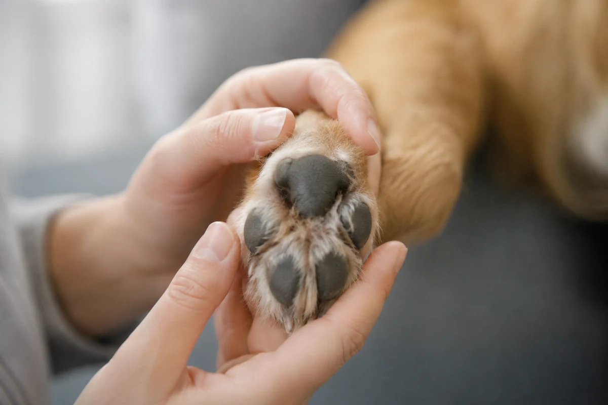 İnsan elleri, yaz aylarında köpeklerde pati bakımı makalesiyle uyumlu olarak, koyu renkli pati yastıkları belirgin olan tüylü bir köpeğin patisini özenle ve nazikçe tutarak kontrol ediyor.