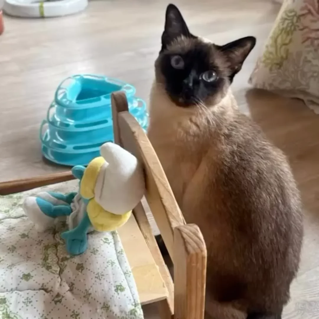 Pet oteli ortamında, bej ve koyu kahverengi tüylere, dikkat çekici mavi gözlere sahip Siyam kedisi, küçük ahşap bir yatağın üzerinde duran oyuncak bebeğe yakın bir şekilde kameraya merakla bakarken, arka planda parlak mavi bir kedi oyuncağı dikkat çekiyor.