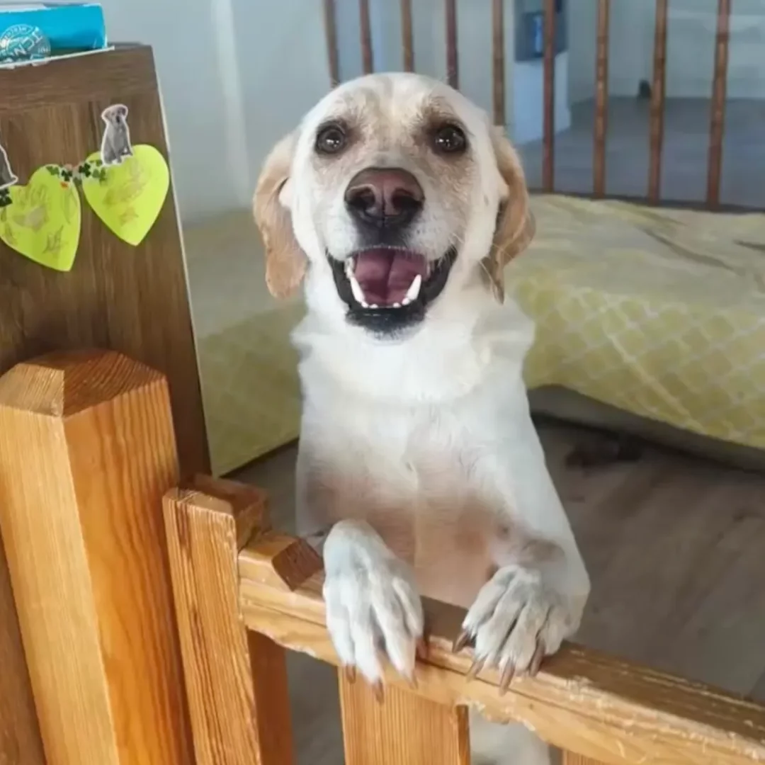Açık renk tüylü, gülümseyen ağzıyla neşeli görünen bir köpek, ön patilerini ahşap bir bariyerin üzerine dayamış, İstanbul'daki bir evcil hayvan otelinde misafir olmanın mutluluğunu yansıtan canlı gözlerle kameraya bakıyor.