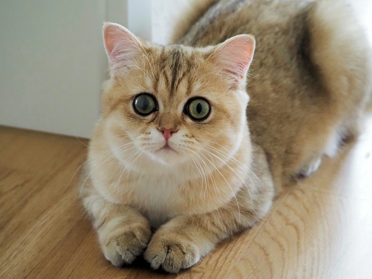 Altın rengi tüyleri ve iri, yeşil gözleriyle dikkat çeken sevimli bir British Shorthair yavru kedi, ön patilerini altına almış, açık renk ahşap zeminde uzanırken doğrudan kameraya bakıyor.