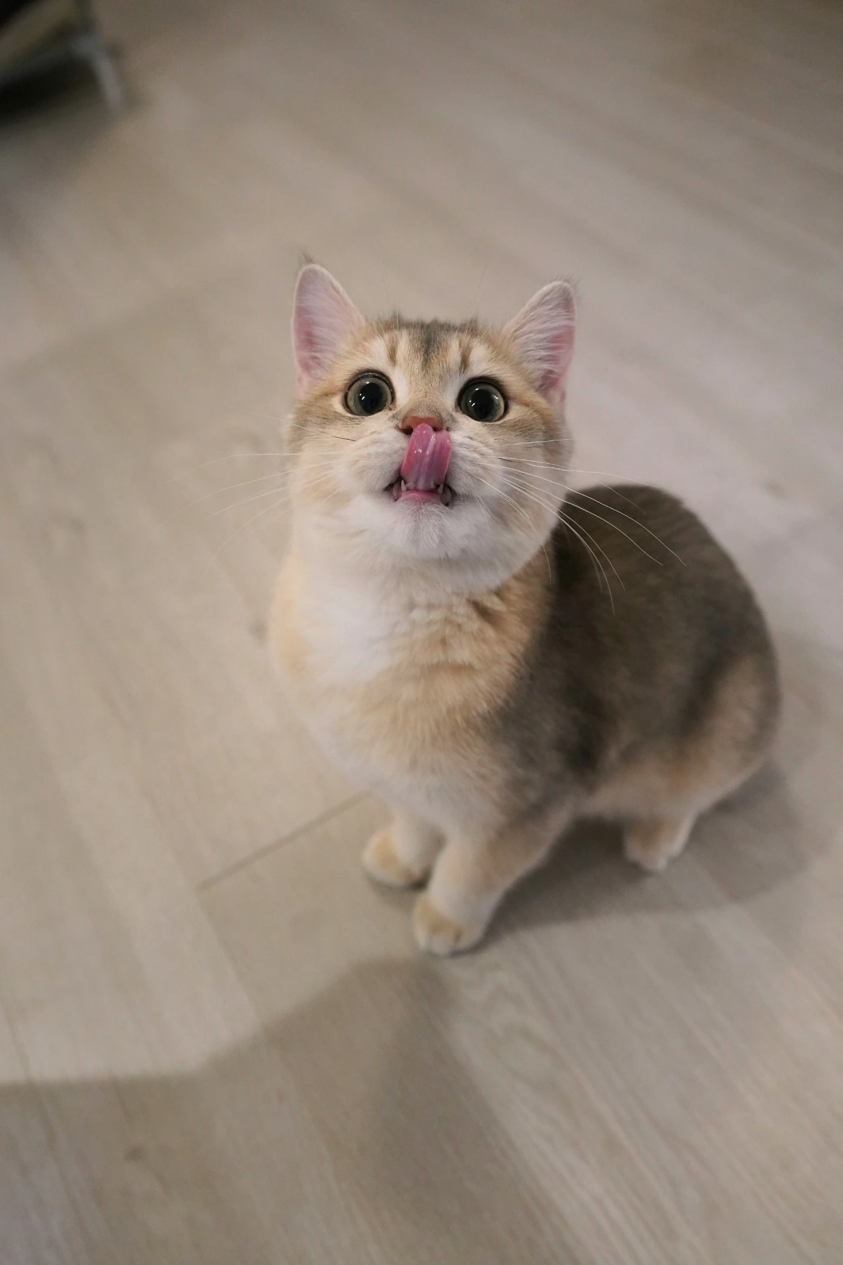 Açık renk ahşap zeminde oturan, bakışları yukarı dönük, altın ve krem tonlarında kürkü olan sevimli bir British Shorthair Golden yavru kedi, pembe dilini hafifçe dışarı çıkarmış, meraklı bir ifadeyle kameraya bakıyor.