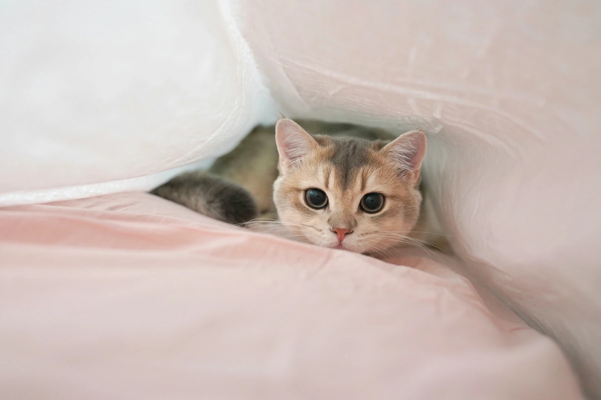 Pembe bir yatağın üzerinde, beyaz bir örtünün altından meraklı gözlerle bakan sevimli bir British Shorthair golden yavru kedi, izleyicilere tatlı bir oyunculukla bakarak bu türün çekiciliğini sergiliyor.