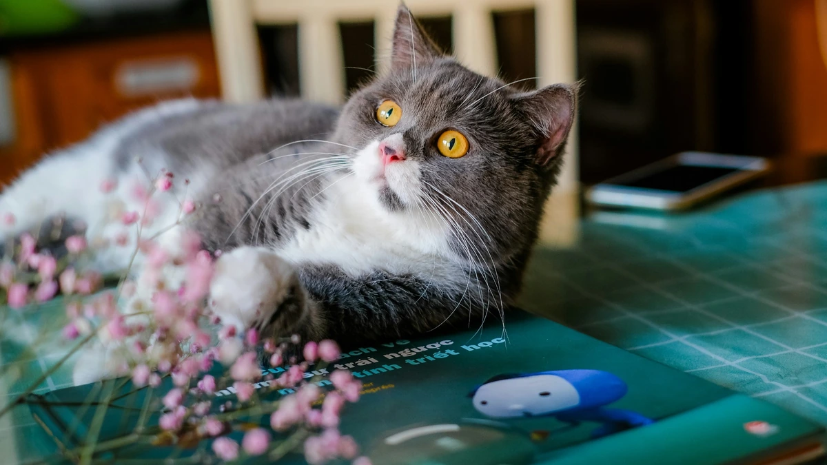Tüyleri gri ve beyaz renkte, parlak sarı gözleri ve sevimli pembe burnu olan bir British Shorthair kedi, ön planda dağınık pembe çiçeklerle dolu yeşil bir kitabın üzerinde uzanmış, yukarı doğru meraklı bir ifadeyle dikkatlice bakıyor.