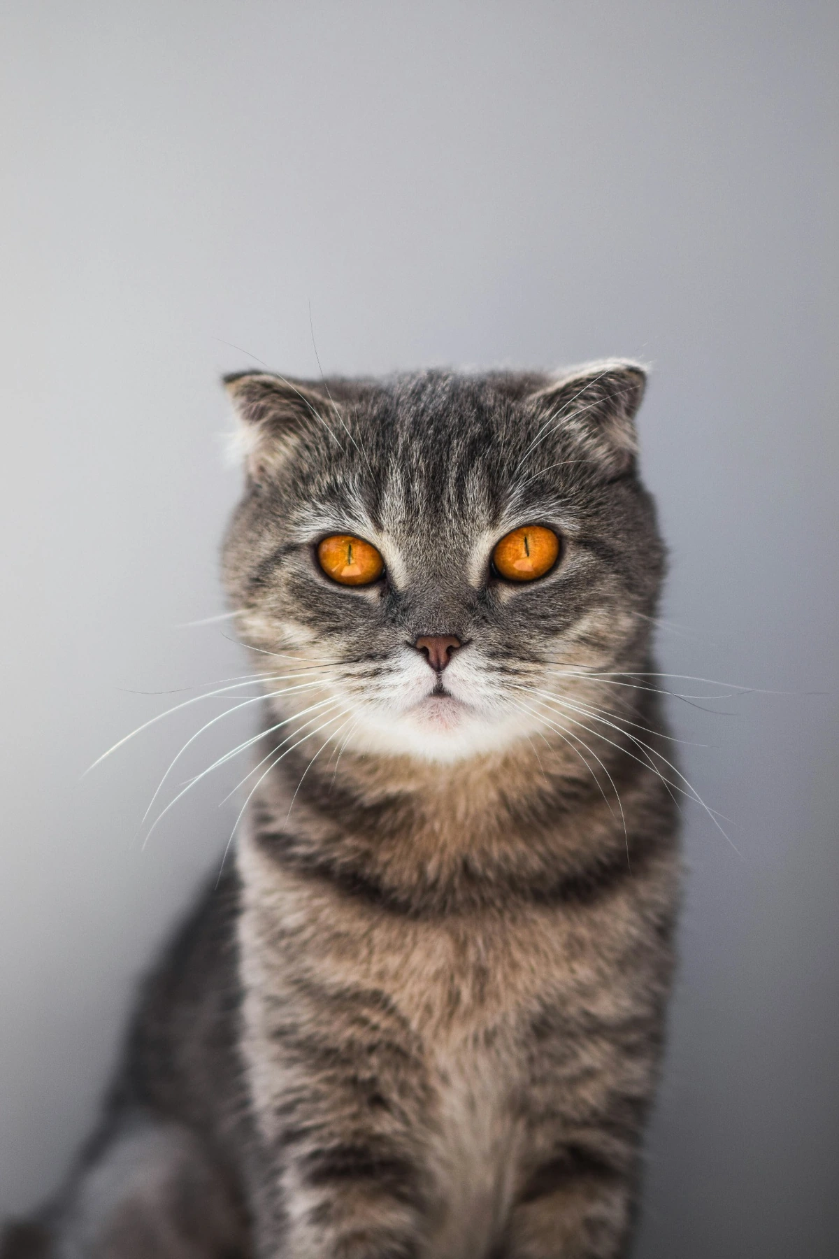 Doğrudan kameraya bakan, gri çizgili tüylere ve çarpıcı kehribar gözlere sahip British Shorthair kedisinin bu detaylı portresi, türün karakteristik yoğun kürk yapısını ve asil duruşunu sergiliyor.