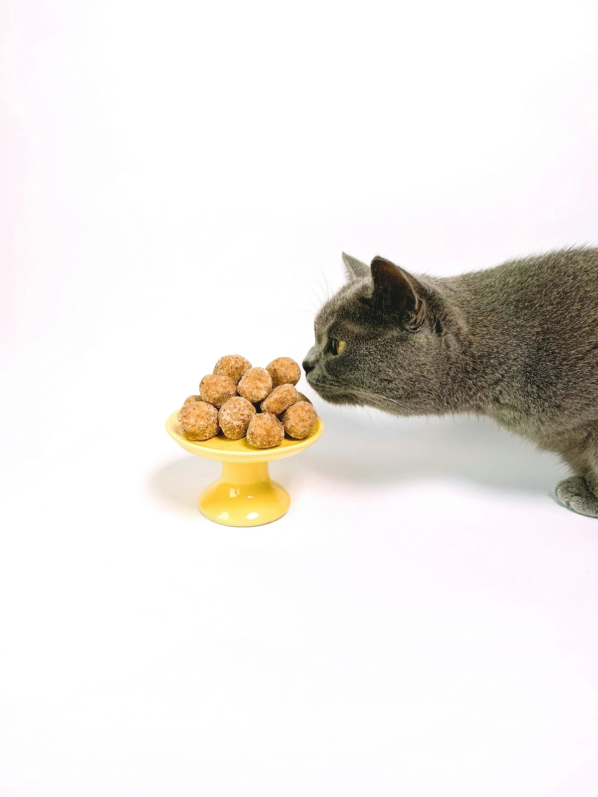 Parlak beyaz bir zeminde, parlak sarı renkli, ayaklı bir tabakta özenle dizilmiş yuvarlak ödül mamalarını merakla koklayan, dikkat çekici sarı gözlere sahip tüylü bir British Shorthair gri kedi.