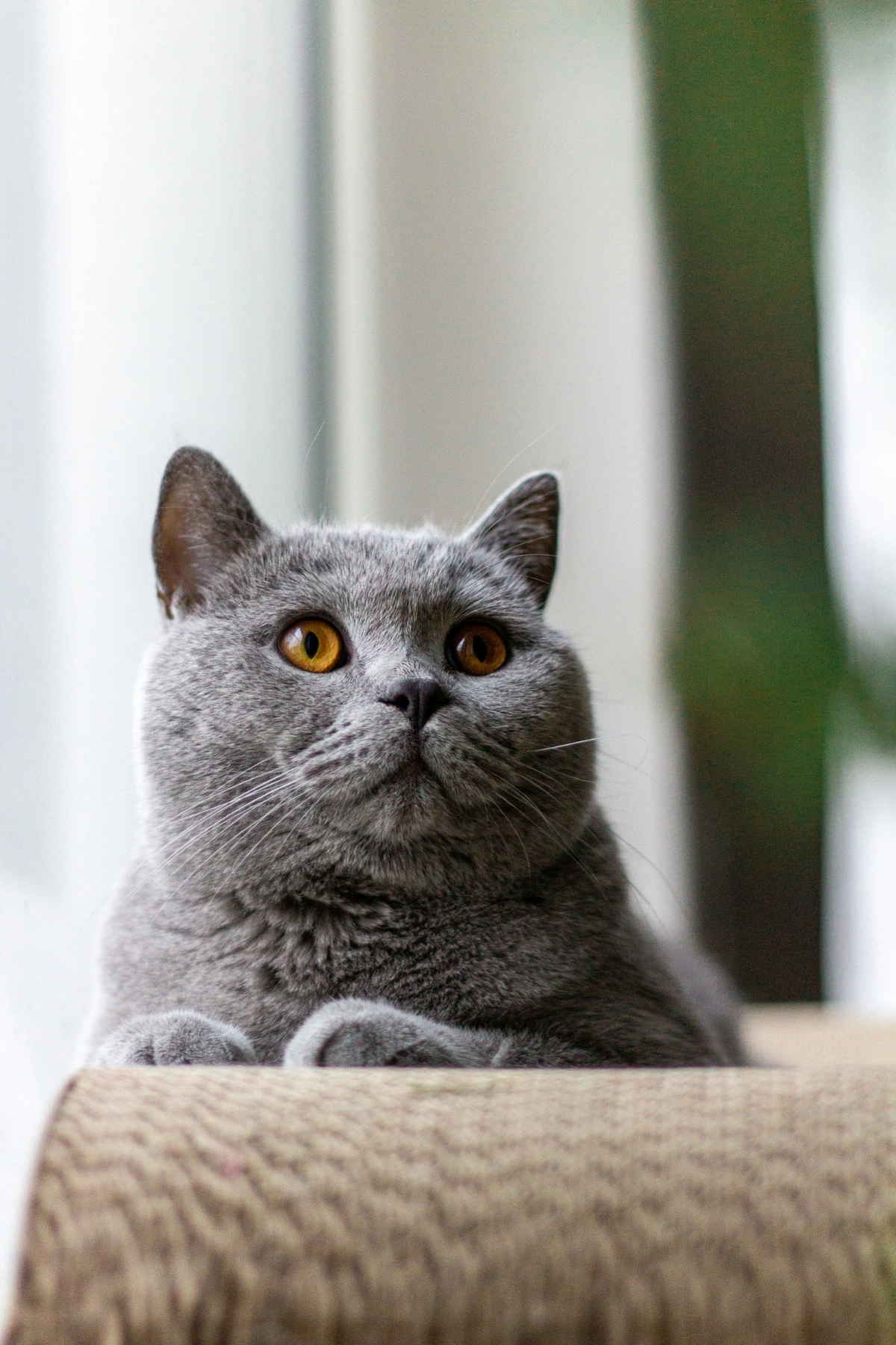 Tırmanma tahtasının üzerinde ön patileriyle duran ve iri kehribar renkli gözleriyle dikkatle yukarıya bakan, yoğun gri tüyleri ve tombul yanaklarıyla karakteristik bir British Shorthair kedisi, zarif duruşuyla objektife yansıyor.