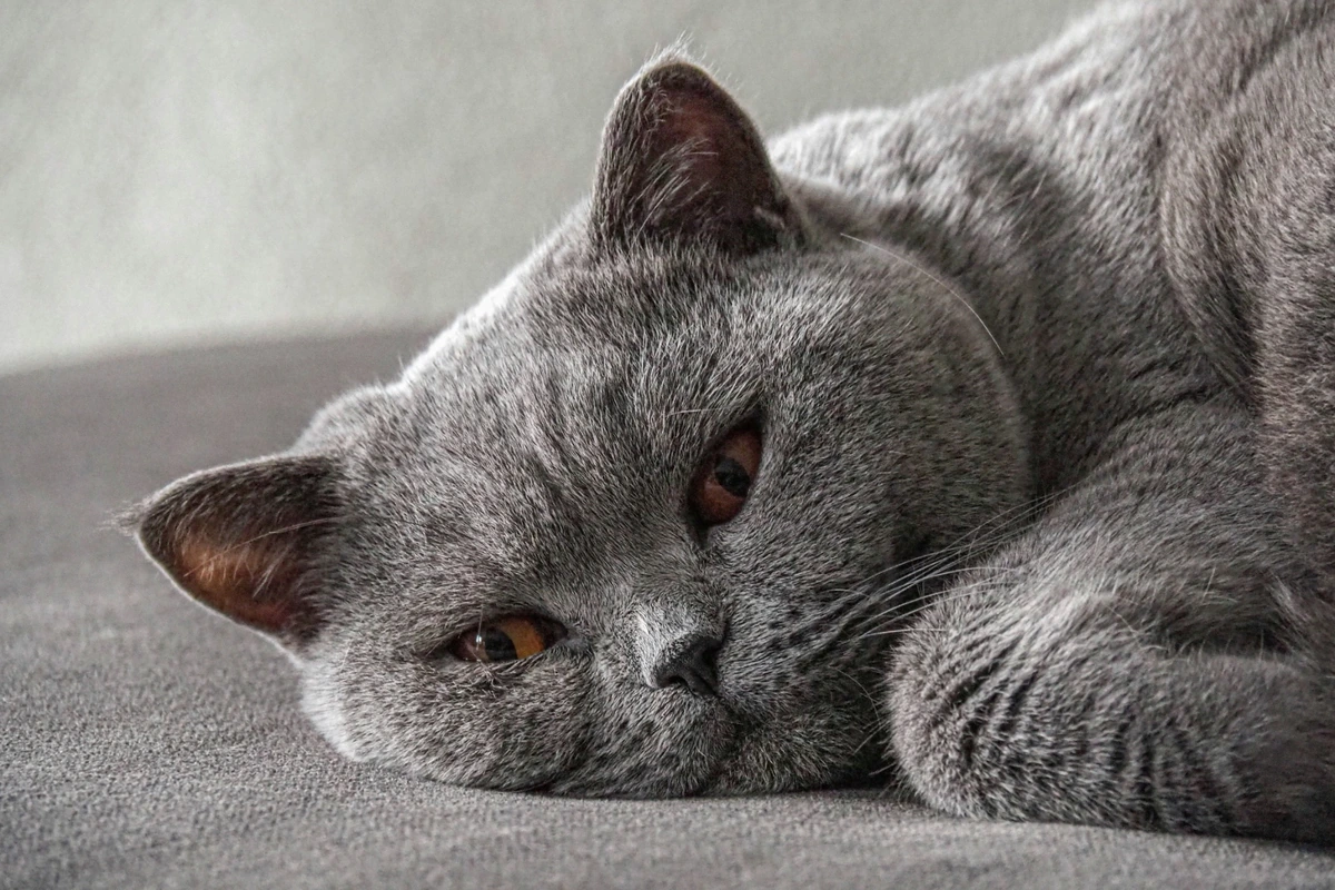 Huzurlu bir ifadeyle gri ve dokulu bir yüzeye uzanmış, kehribar gözleri yarı açık olan gri tüylü bir British Shorthair kedisi, başını yastık gibi kullanmış bir şekilde rahatça uyuklarken yakın çekimde görülüyor.