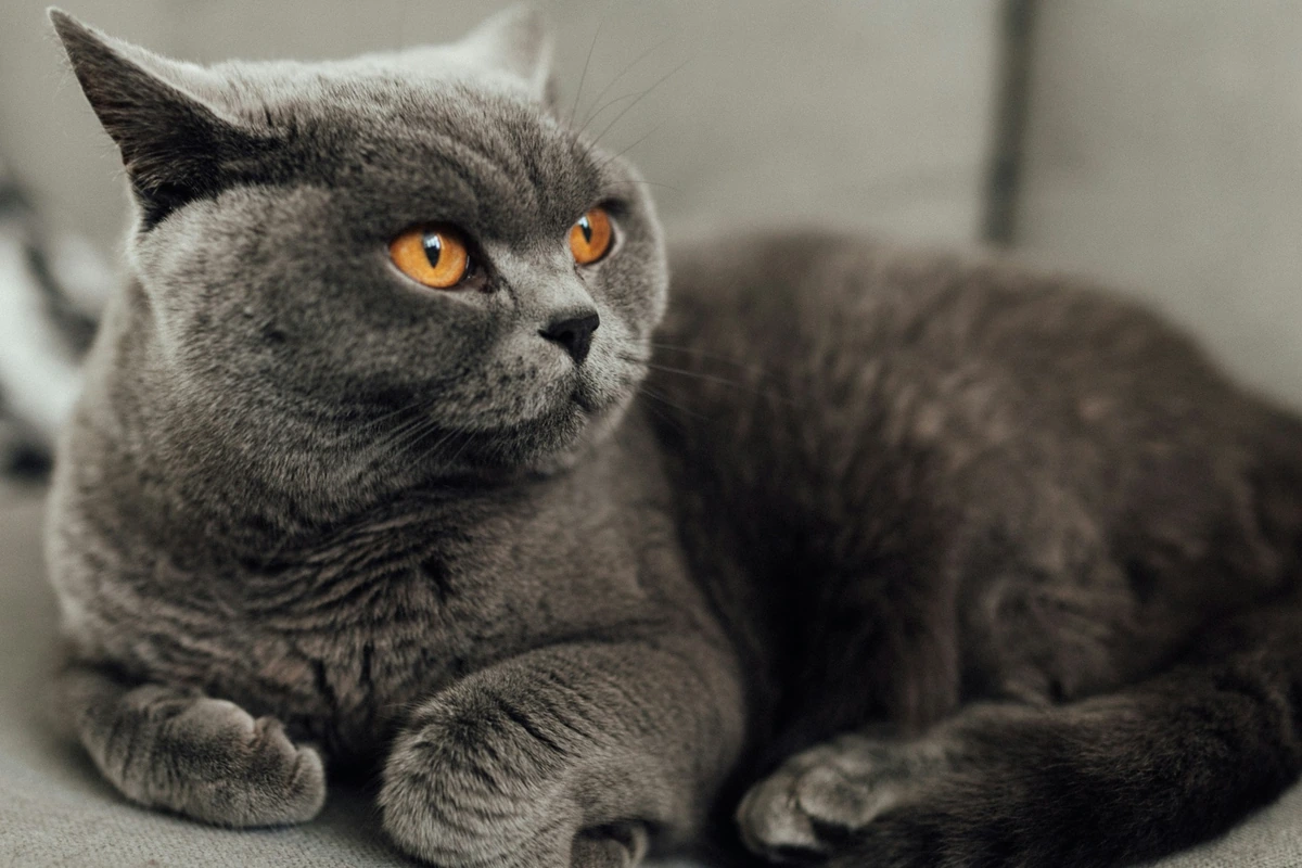 Uyumlu Bir Ev Arkadaşı: British Kedi Özellikleri ve Bakımı