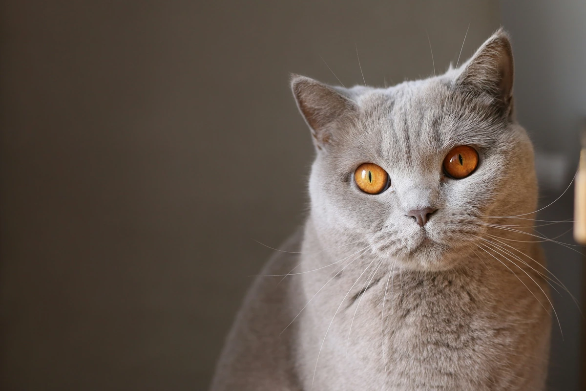 Uyumlu Bir Ev Arkadaşı: British Kedi Özellikleri ve Bakımı