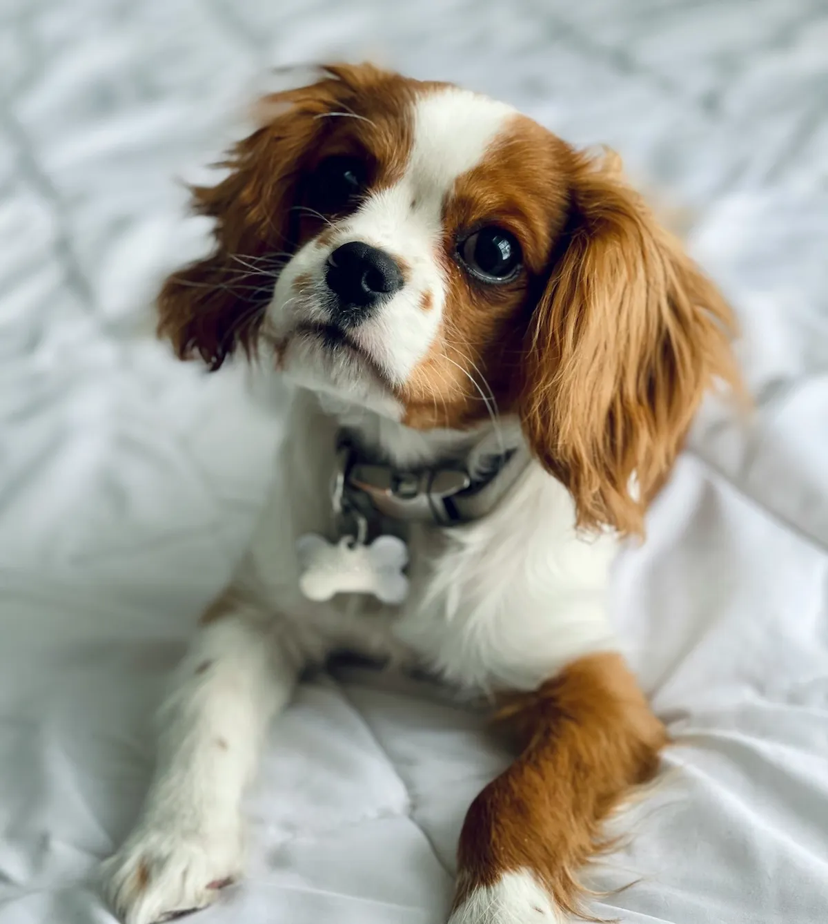 Beyaz çarşafların üzerinde sevimli bakışlarıyla duran, kemik etiketli tasmaya sahip beyaz-kahverengi tüylü bir Cavalier King Charles Spaniel süs köpeği, apartman yaşamına uyumlu karakteriyle dikkat çekiyor.