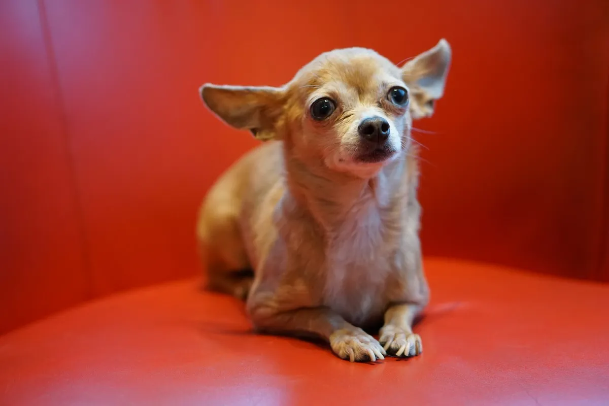 Canlı kırmızı bir yüzeyde dikkatle oturan küçük, açık kahverengi Chihuahua, büyük kulakları ve anlamlı gözleriyle apartman yaşamına iyi uyum sağlayan süs köpeği cinslerinden biri olarak özgüvenli ve uyanık karakterini vurguluyor.