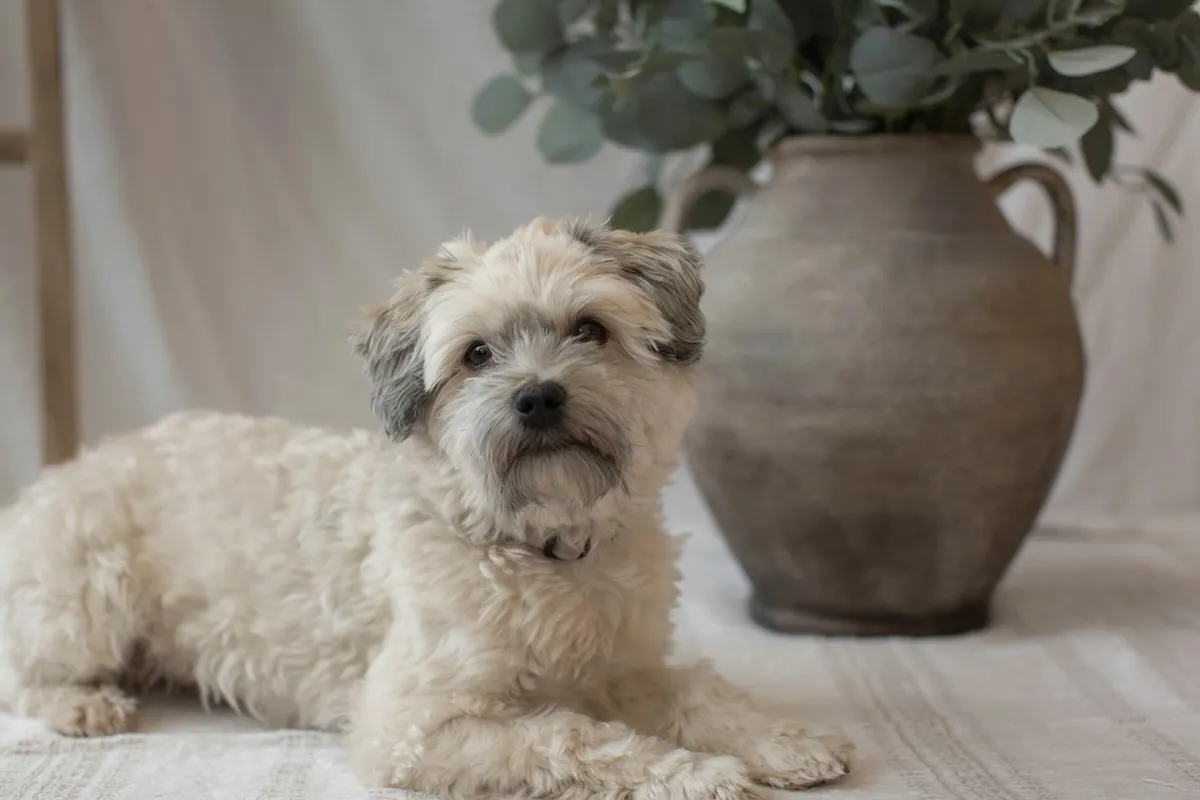 Açık renkli, kabarık tüylü bir Havanese köpeği, hafif gri kulakları ve meraklı bakışlarıyla doğrudan izleyiciye bakarak açık renkli, çizgili bir zeminde rahatça yatıyor; arka planda, yeşil yapraklarla dolu, koyu renkli, rustik bir toprak vazo ve sol tarafta kısmen görünen ahşap bir merdiven zarif bir atmosfer oluşturuyor.