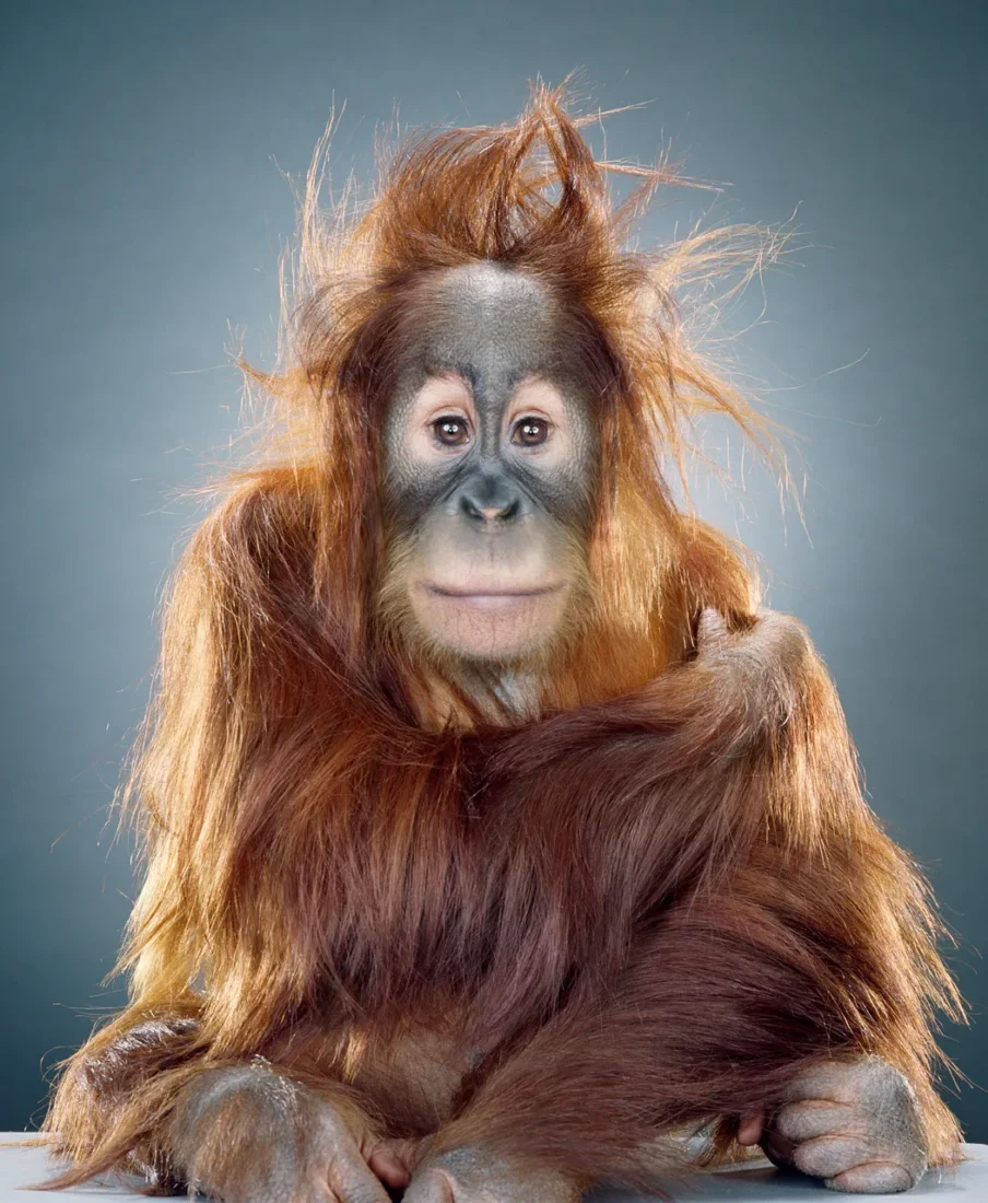Genç bir orangutanın, dağınık ve kızılımsı kahverengi tüyleriyle doğrudan kameraya bakarken çekilmiş yakın plan portresi; özellikle başının üstündeki kabarık saçları ona sevimli ve hafif dağınık bir görünüm katıyor.