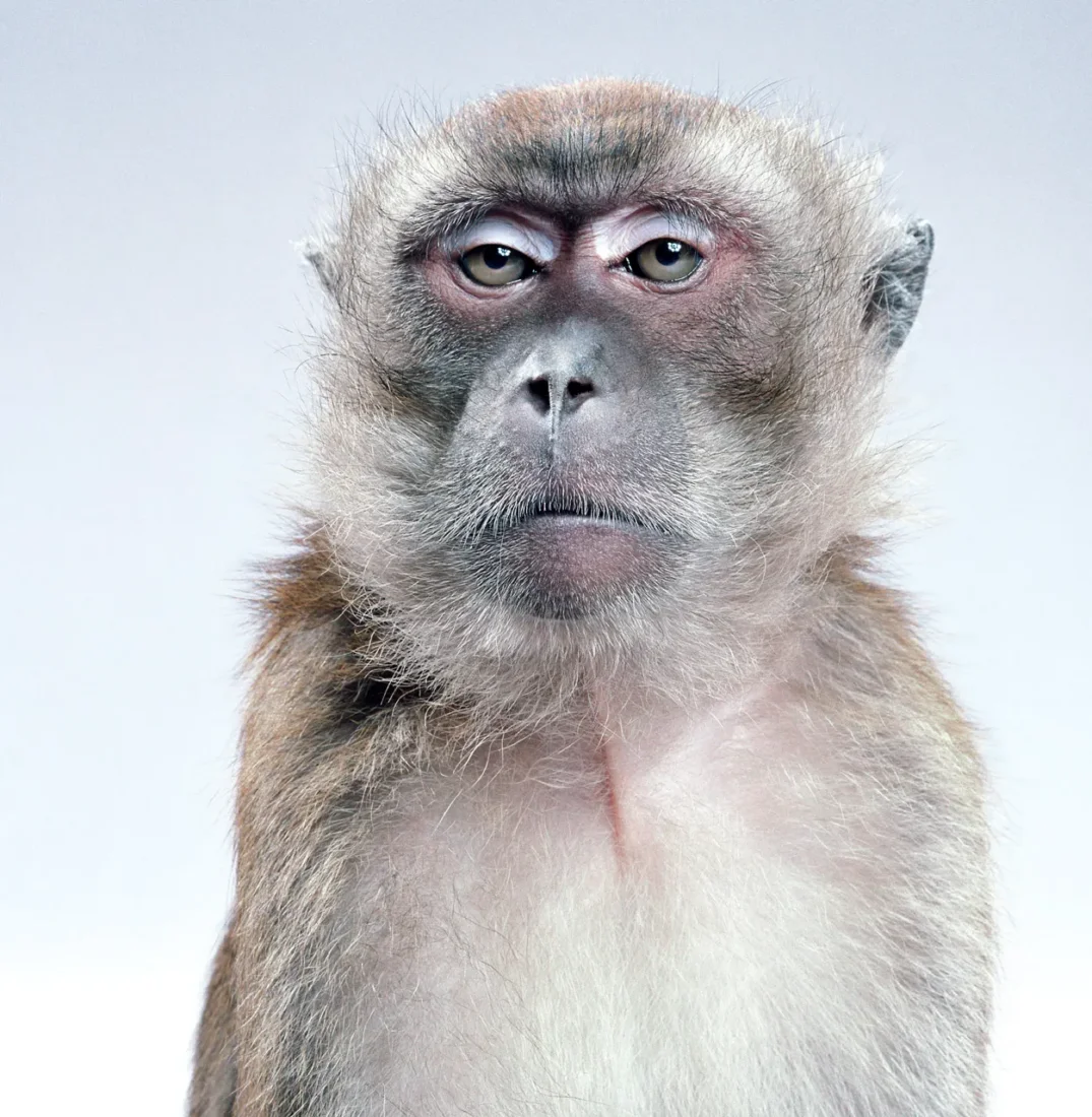 212 Photography Istanbul 2026 kapsamında Jill Greenberg'in Monkey Portraits serisinden stüdyoda çekilmiş, parlak gözleri ve hafif açık ağzıyla doğrudan izleyiciye bakan, insani mimikleri çağrıştıran güçlü bir şempanze portresi.