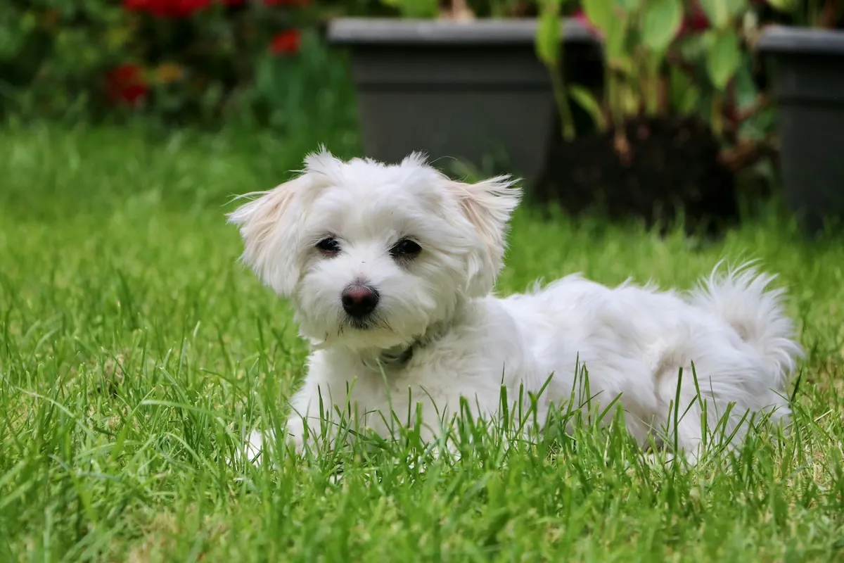 Apartman yaşamına uyum sağlayan, insan odaklı ve oyuncu karakteriyle bilinen, beyaz ve uzun tüylere sahip sevimli bir Maltese süs köpeği, yemyeşil çimenlerin üzerinde dinlenirken doğrudan kameraya bakıyor.