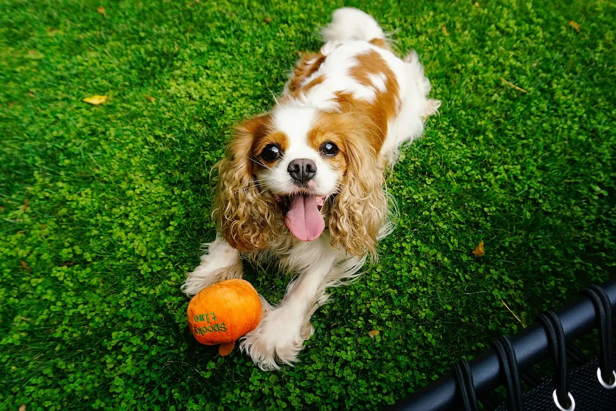 Yeşil çimenlerin üzerinde uzanmış, kahverengi ve beyaz tüyleri, uzun kulakları olan sevimli bir Cavalier King Charles Spaniel süs köpeği, turuncu balkabağı oyuncağının yanında dili dışarıda neşeyle kameraya bakarak apartman yaşamına uyumlu, sosyal ve sevecen karakterini sergiliyor.