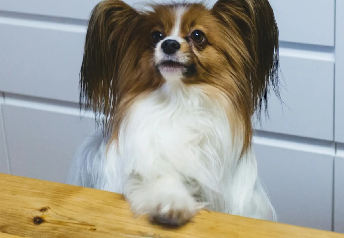 Dikkatle yukarı doğru bakan, uzun ve tüylü kulaklarıyla öne çıkan, kahverengi ve beyaz kürklü sevimli bir Papillon cinsi köpek, ön patilerini ahşap bir masaya dayamış, arkasındaki modern çizgili beyaz duvara karşı adeta konuşmaya hazır gibi bekliyor.