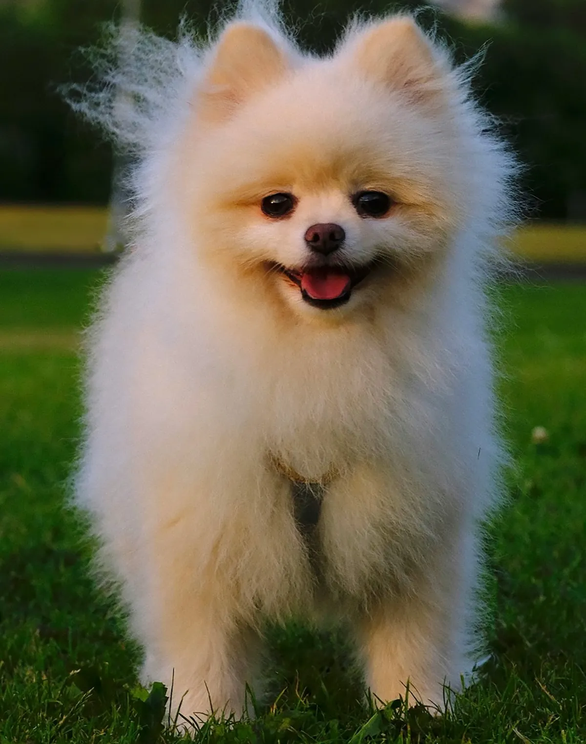 Yeşil çimlerin üzerinde duran, kabarık krem rengi tüyleriyle dikkat çeken, neşeyle gülümseyen ve ağzı hafifçe açık duran bir Pomeranyalı köpek kameraya bakıyor; boynundaki koyu renk koşum tüylerinin arasında belli belirsiz görünüyor.