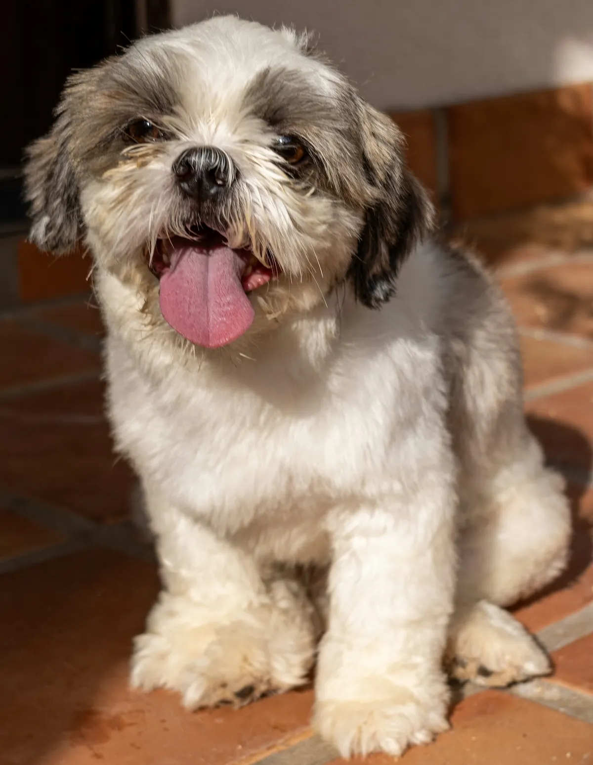 Apartman yaşamına kolayca uyum sağlayan, beyaz ve kahverengi tüylere sahip, parlak gözleri ve dili dışarıda sevimli bir ifadeyle poz veren bir Shih Tzu süs köpeği, sakin ve oyuncu karakteriyle bu ırkın apartman yaşamına uygun özelliklerini yansıtıyor.