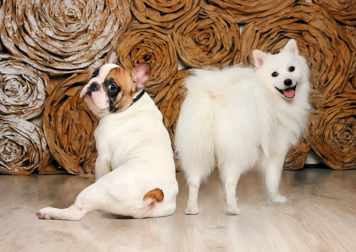 Kahverengi gül motifli duvarın önündeki ahşap zeminde, vücudu kameradan uzak oturmuş başını arkaya çevirmiş kahverengi lekeli bir Fransız Bulldog ile vücudu karşıya dönükken neşeli bir ifadeyle arkaya bakan beyaz tüylü bir Pomeranya, apartman yaşamına uyum sağlayan süs köpeği cinslerinin çeşitliliğini vurguluyor.