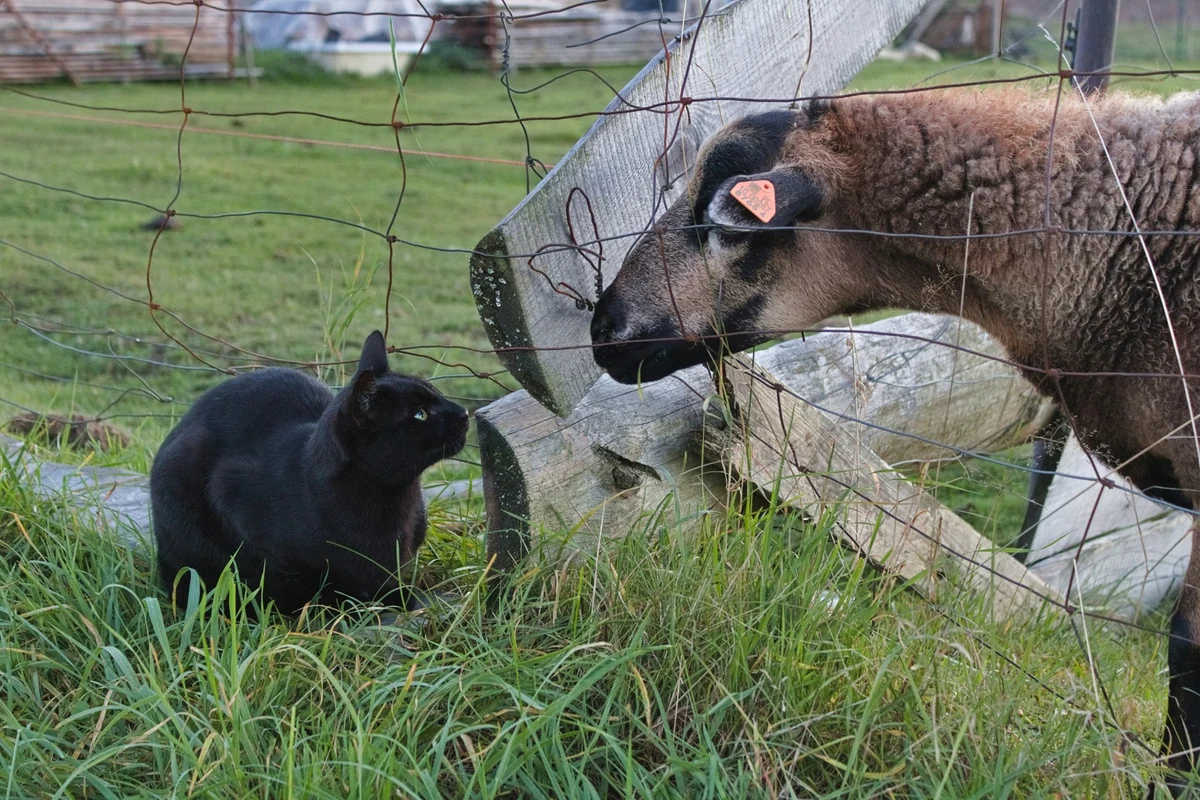 Yakın planda bir ev kedisi ile sakin bir koyunun yan yana yer aldığı bu dikkat çekici görsel, insanlığın farklı hayvan türlerine yönelik tutumlarındaki çelişkileri, özellikle veganlık felsefesi çerçevesinde türculuk kavramını sorgulayan makale konusuyla uyumlu bir anlatım sunuyor.