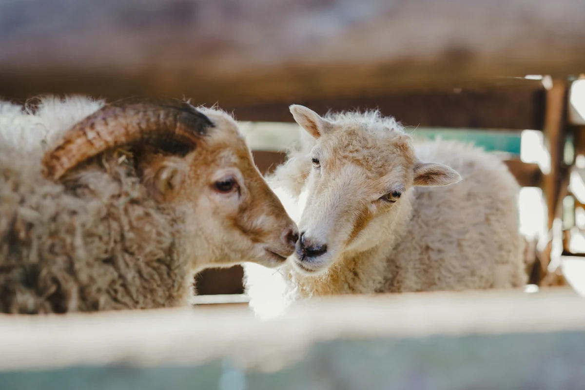 Veganizm felsefesinin temelini oluşturan hayvan haklarına saygıyı vurgulayan, boynuzlu bir koç ile yünlü bir koyunun burun buruna sevgiyle yaklaştığı bu yakın çekim görüntü, hayvanların duygusal bağlarını ve sömürüden uzak yaşam haklarını gözler önüne seriyor.