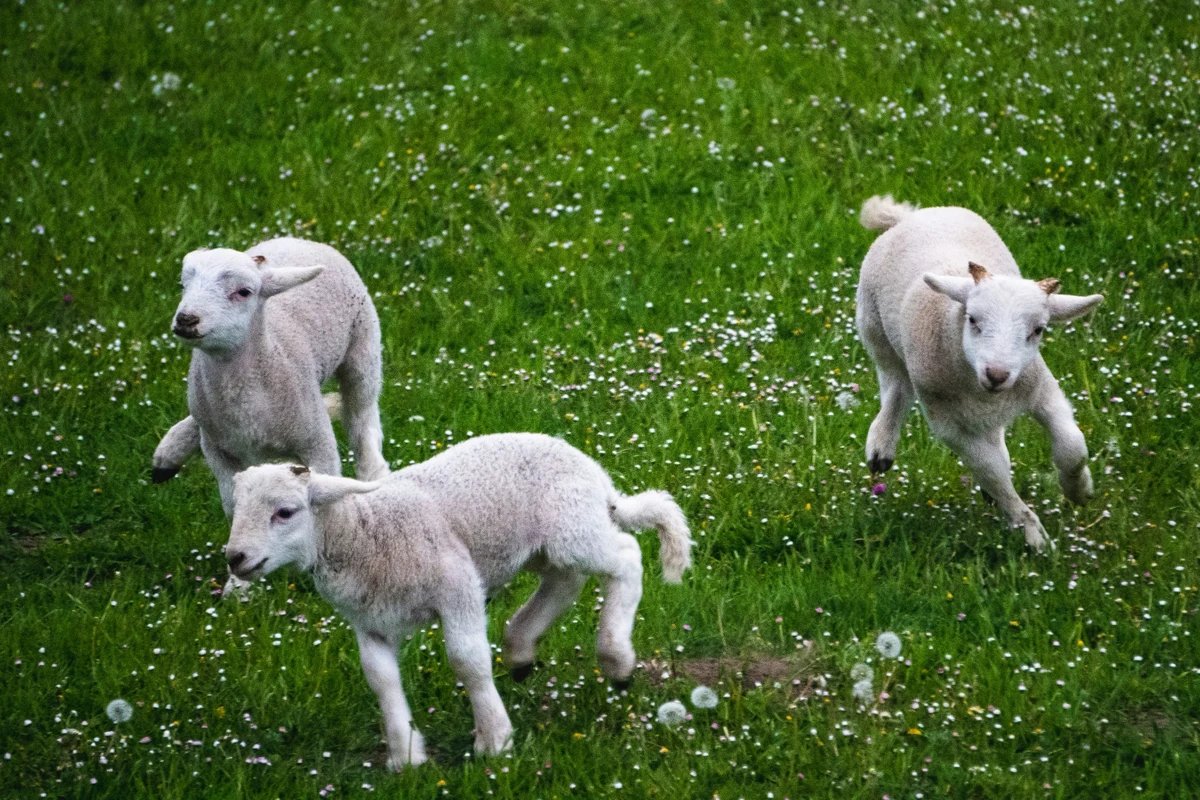 Yemyeşil bir çayırda bir araya gelmiş birkaç tüy yumuşacık kuzu, masumiyetleriyle izleyiciye bakarken, veganlık yaşam tarzı ve hayvan hakları mücadelesinin temelindeki etik değerleri hatırlatıyor.