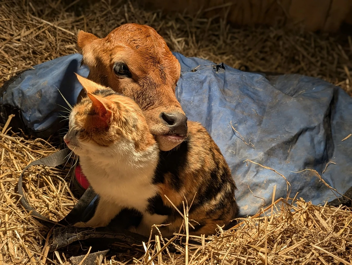 Samanların üzerinde uzanmış, sakin görünen kahverengi bir buzağı, beyaz, turuncu ve siyah benekli bir kediyle sarmaş dolaş durarak veganlık felsefesinin temelindeki türcülük karşıtı empatik bağı ve hayvanların eşit yaşam hakkını vurguluyor.