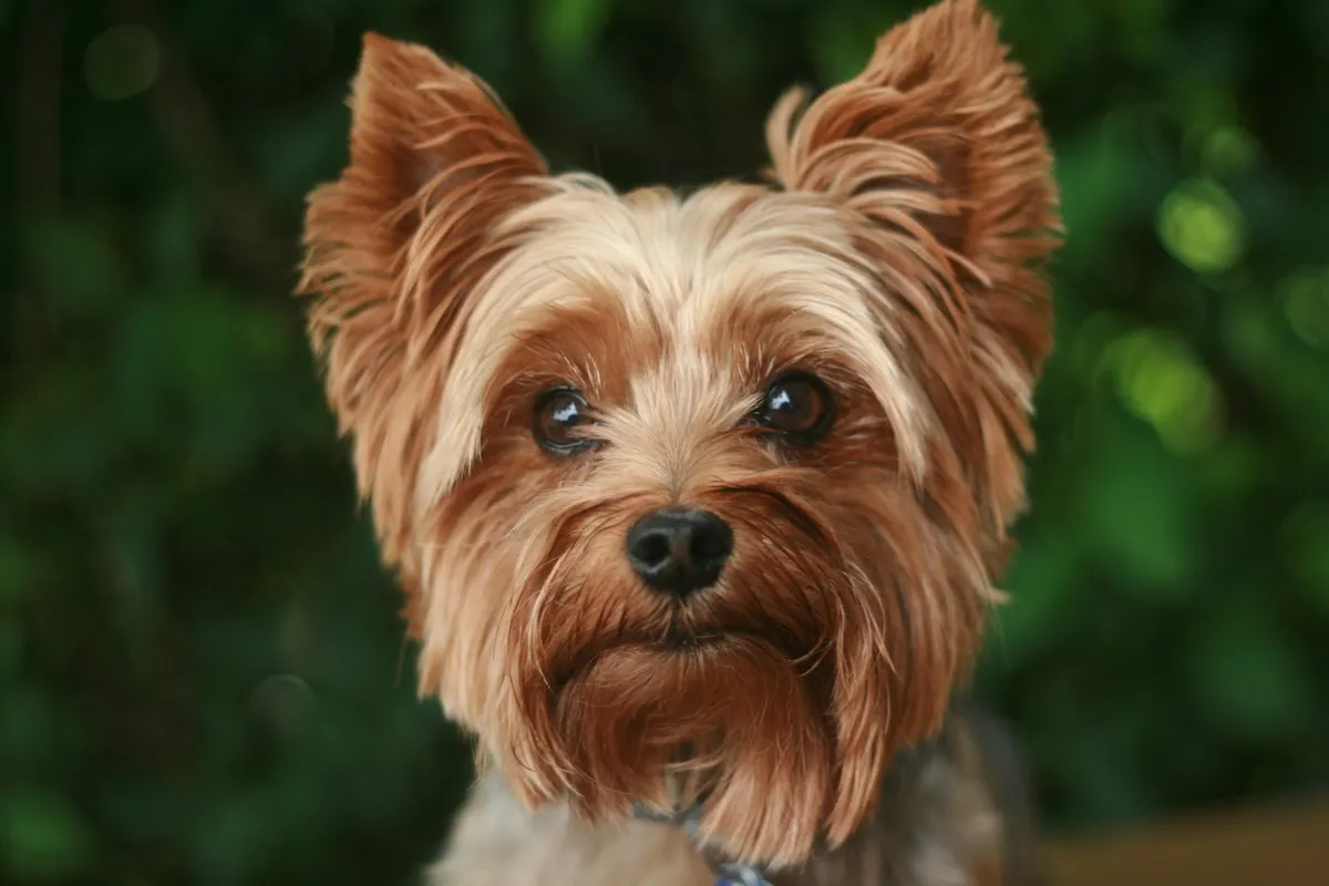 Koyu kahverengi gözleri ve dik kulaklarıyla kameraya merakla bakan, yoğun kahverengi ve sarımsı uzun tüylere sahip bu Yorkshire Terrier süs köpeği, hem canlı ve cesur karakteriyle hem de apartman yaşamına kolay uyum sağlayan yapısıyla öne çıkıyor, düzenli tüy bakımı gerektiren zarif görüntüsüyle dikkat çekiyor.