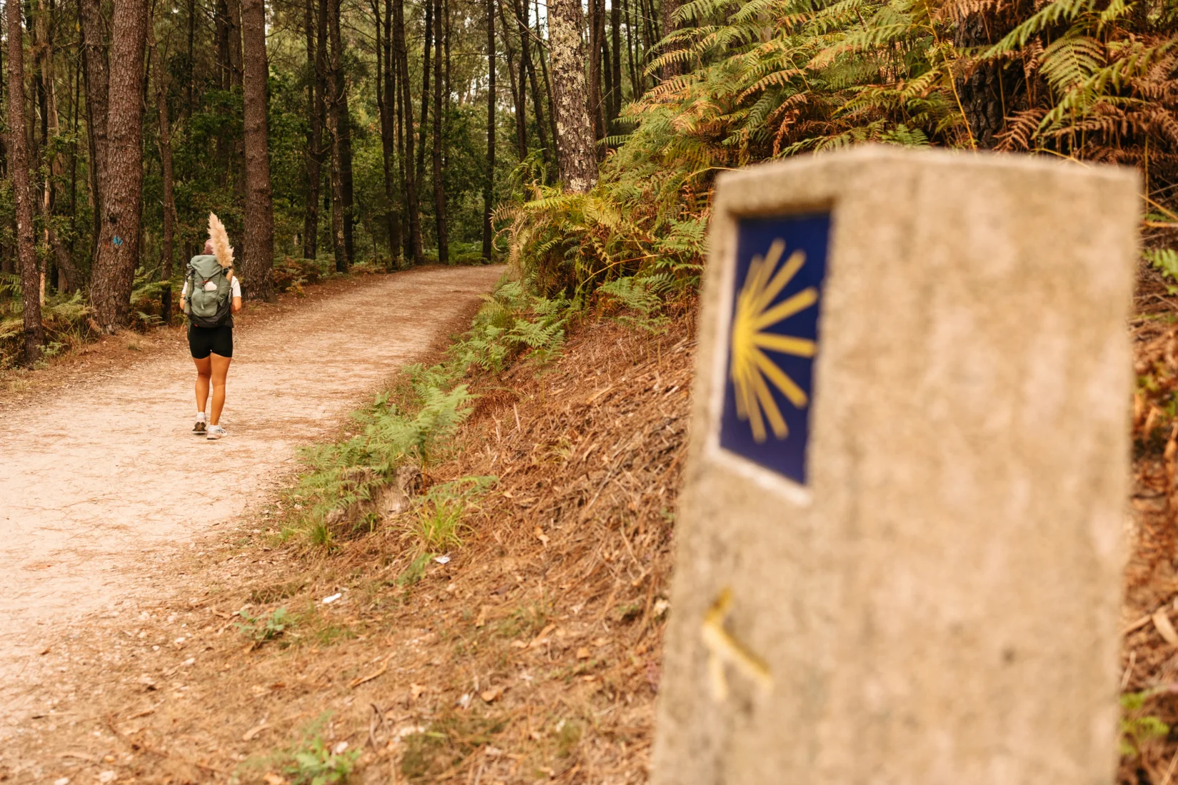 Sırt çantası ve yürüyüş sopasıyla Camino de Santiago hac yolunda ilerleyen bir yolcu, arkadan görüntülenerek yemyeşil araziler ve uzaklardaki ağaçlar arasında uzanan toprak yolda sakin adımlarla yürüyor.