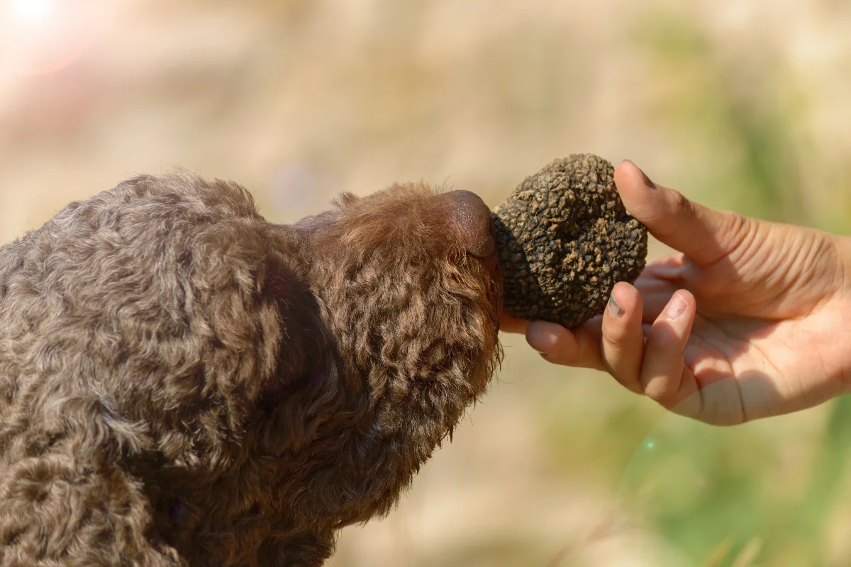 Kahverengi kıvırcık tüylü bir köpeğin, bir kişinin elinde tuttuğu koyu renkli ve pürüzlü bir trüfü kokladığı yakın çekim görüntü, sonbahar-kış aylarına özel mikro mevsim rotalarında doğru zamanda eşsiz deneyimler yaşama fırsatını vurguluyor.