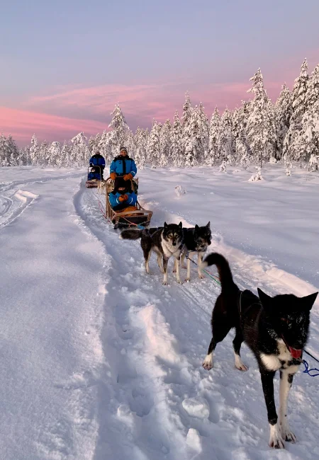 Finlandiya'nın bembeyaz karla kaplı ormanlarında, güçlü husky köpeklerinden oluşan bir ekibin çektiği bir kızakta oturan kalın kışlık giysili bir kişi, bu görselde heyecan verici ve unutulmaz bir kış macerasının tadını çıkarıyor.